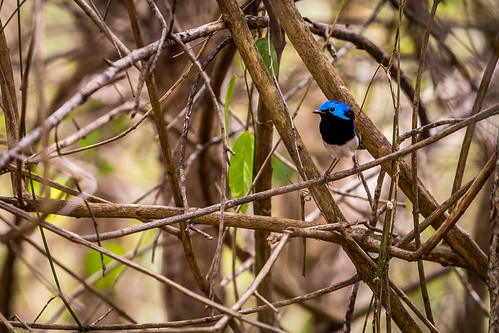Variegated Fairy-wren, USC Sippy Downs