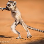 Cub Of Ring Tailed Lemur Playing