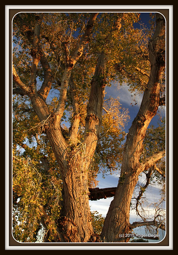 sunset arizona sky usa color leaves clouds cottonwoodtree santanvalley