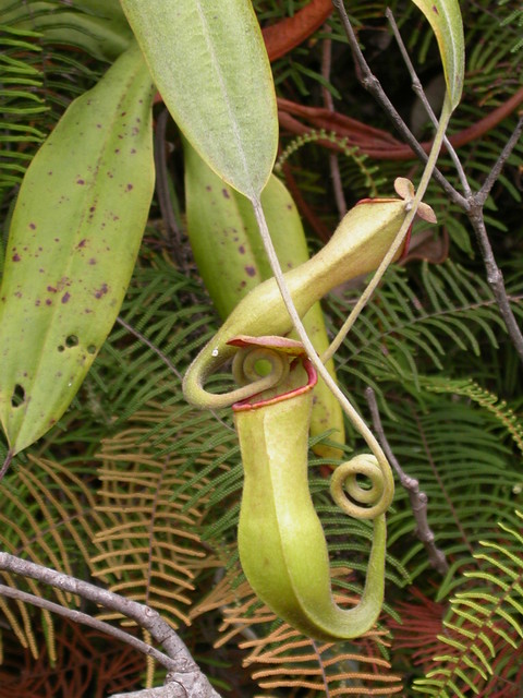 162 Pitcher plant (Nepenthes vieillardii) on slopes of Mont Khogis, New Caledonia