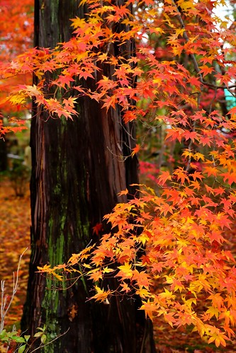 nature japan kyoto autumncolors 京都 紅葉 秋 もみじ 秋色 真如堂 shinyodoutemple 20141126dsc09463