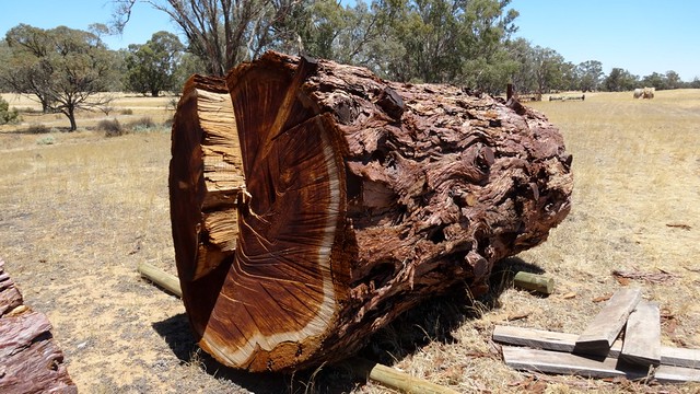 Canadian Redwood log
