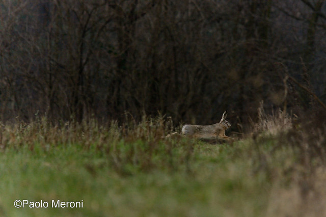 European Hare (Lepus europaeus)    www.paolomeroni.com
