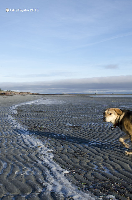 Curious Beach Dog Photo Bomb