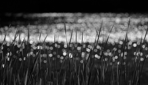 travel light blackandwhite bw water leaves silhouette reflections germany licht pond reisen wasser afternoon hamburg sw teich blätter plantenunblomen 6d 2016 spiegelungen anymotion oldbotanicalgarden wallgraben hamburgimpressions canoneos6d