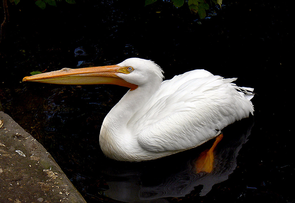 American White Pelican.Calgary Zoo.