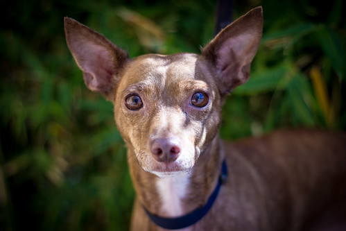 coco | by mor.nitesh