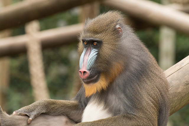MANDRILL MONKEY - CHILLING OUT 2