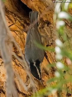 Red-breasted Nuthatch (UCR #173)