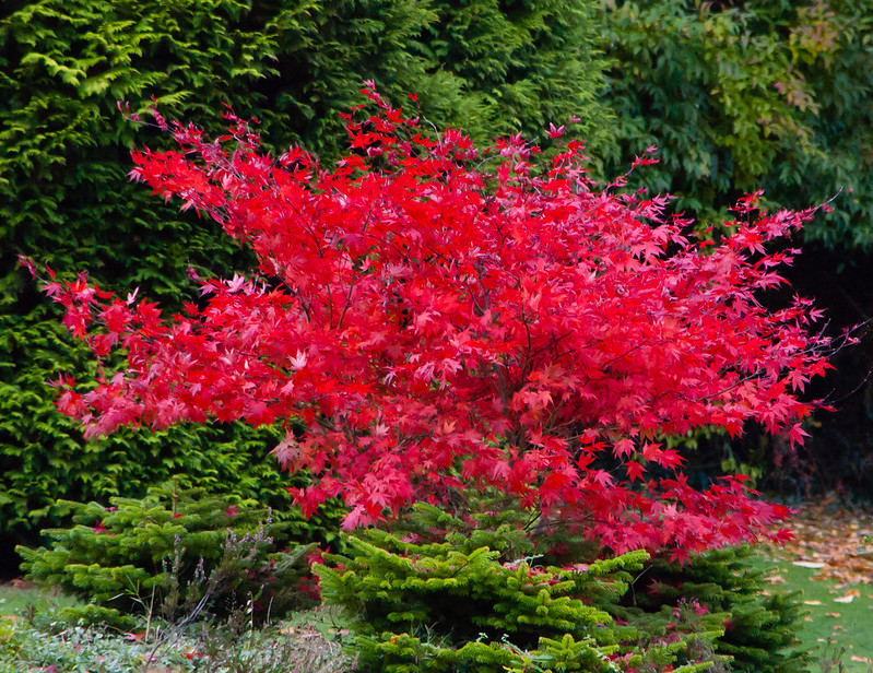 Vivid red: Japanese acer, Bantock Park