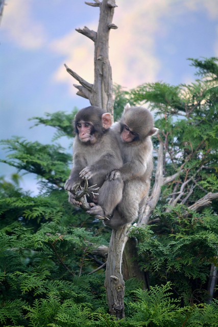 Japanese Macaque Monkey (Macaca fuscata)