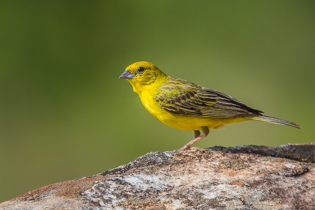 Stripe-tailed Yellow-Finch