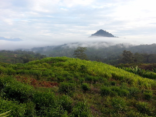 mountain fog geotagged tea malaysia sabah mys ranau sabahtea kampungnalapak geo:lat=594228898 geo:lon=11678375997