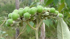 Solanum mauritianum green fruit