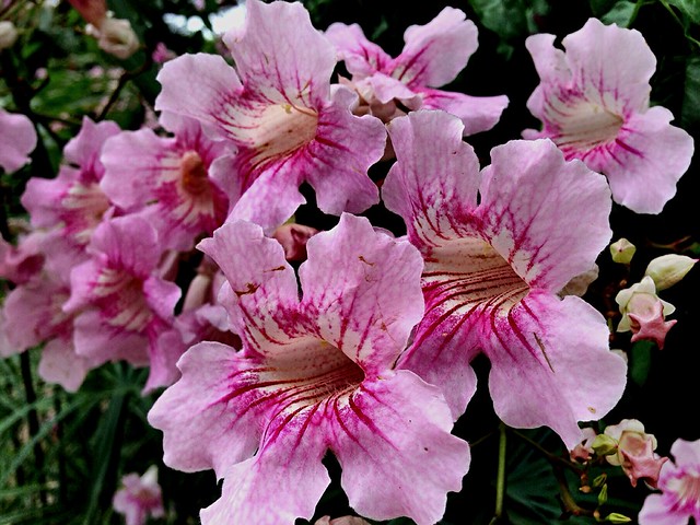 Podranea ricasolianaBignonia rosa, Bignonia rosada, Arbust de Pandora, Trompetes