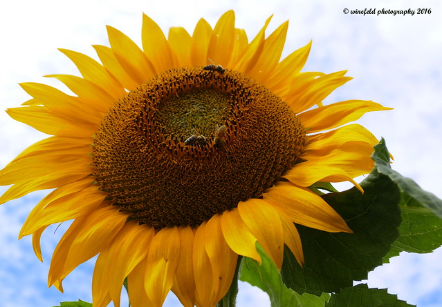 Sonnenblume (Helianthus annuus) / Sunflower