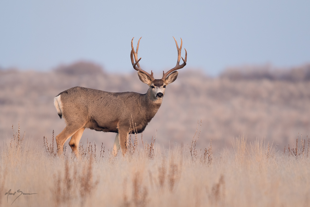 A Little Foggy | Mule Deer Buck, Northern Utah I’ve been try… | Flickr