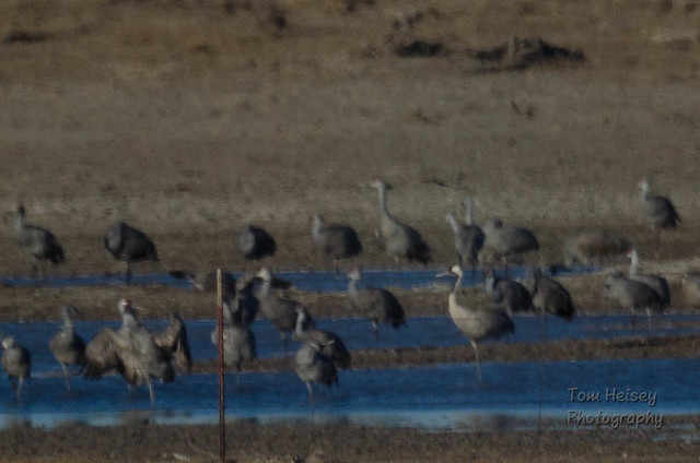 2014-11-28-Eurasian-crane-8901-fb960