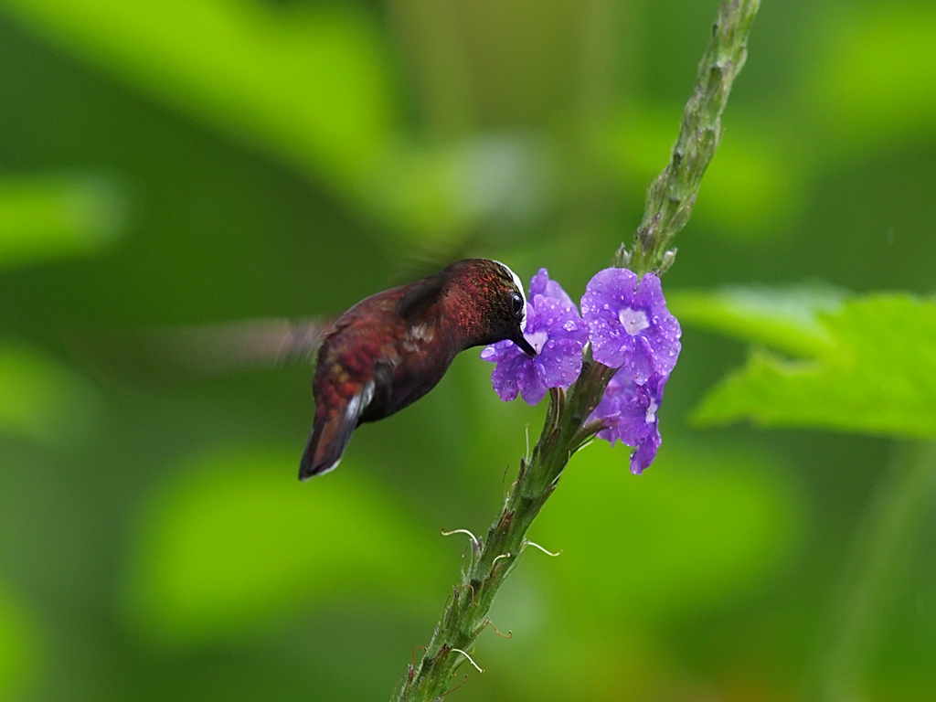 Snowcap (male) | Snowcap - Microchera albocoronata parvirost… | Flickr