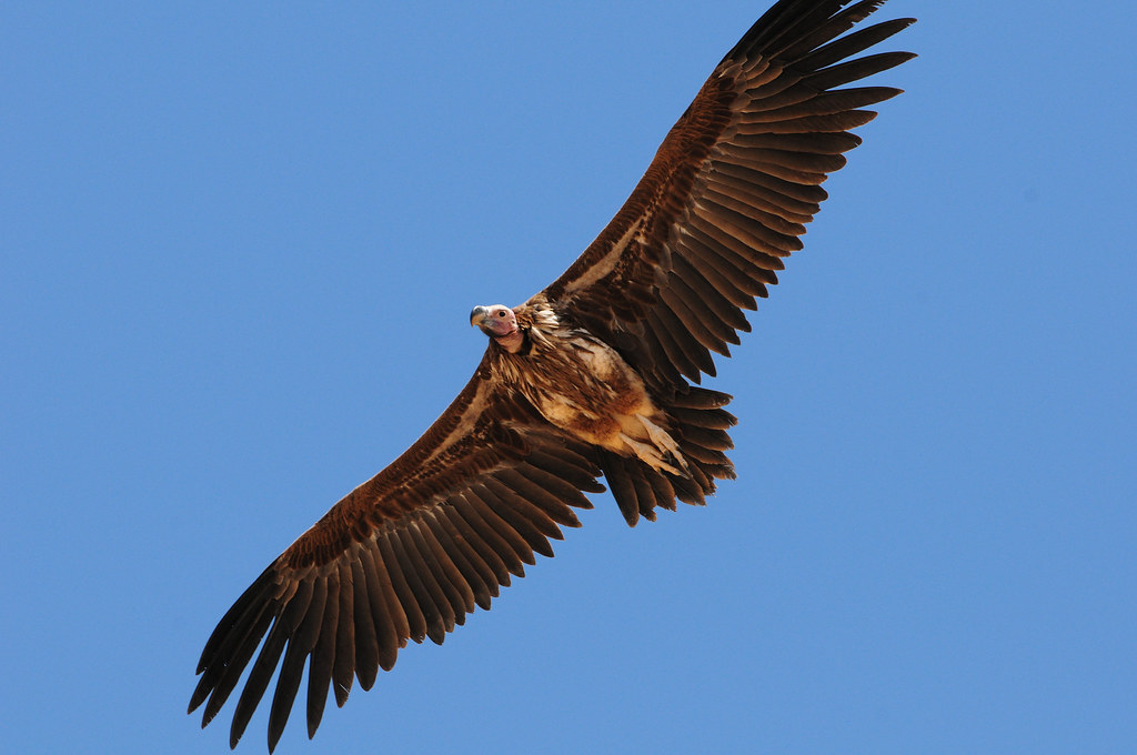 Lappet-faced Vulture (Torgos tracheliotos) Örongam | Flickr