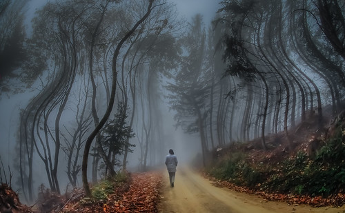road autumn winter cloud distortion fog forest landscape austria outdoor surreal going spooky unknown reality uncanny uncertainty