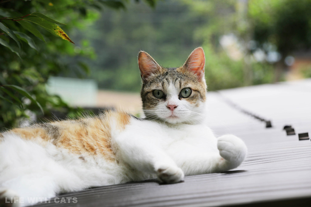 Img 9244 Calico Japanese Cat 縞三毛猫 Soro 556 Flickr