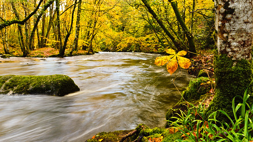 autumn trees nature water yellow rock river landscape flow island gold leaf nationalpark moss stream devon final le solitary dartmoor teign