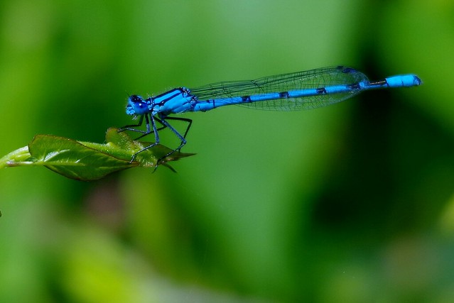 IMGP2755 Common Blue Damselfly, Pitsford Water, July 2014