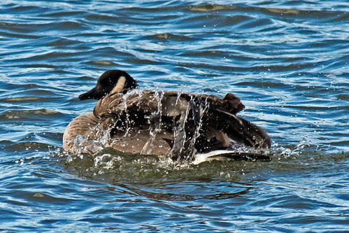 Goose bath | by Tinpixels