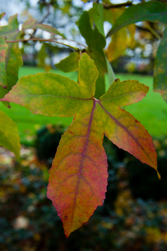 Autumn leaves: liquidambar, West Park