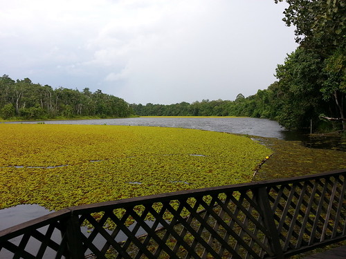 lake geotagged weed rainforest malaysia sabah mys geo:lat=541083333 geo:lon=11796250000 kampungbatuputih tungograinforestecocamp