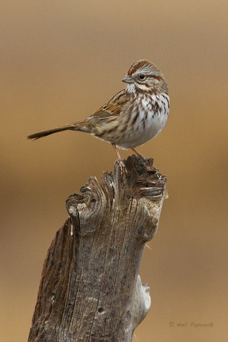 Song Sparrow | by npaprock