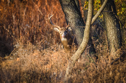 animal auburn autumn buck deer nature newjersey palmyra palmyracovenaturepark whitetail wildlife nikon landscape other