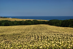 Sunflower field (AP4H6976 1PP)