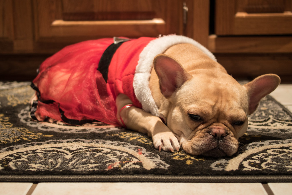 Christmas is exhausting - Beasley the French Bulldog | Flickr