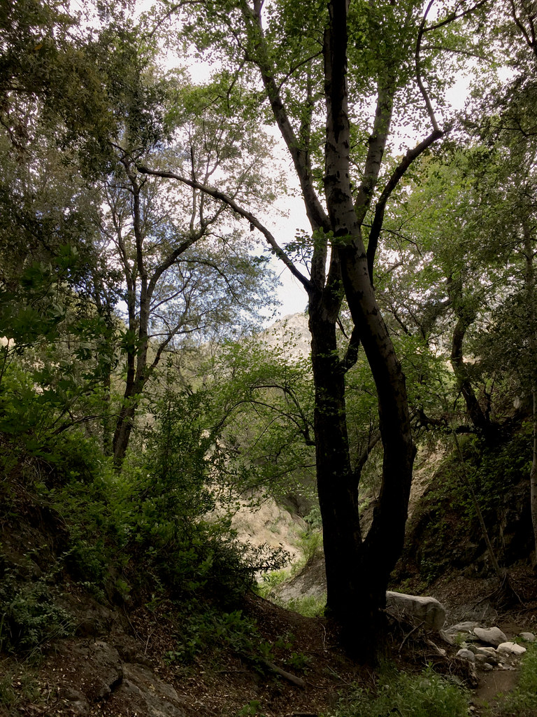 Hoyt Mt. to Pines Picnic Trail