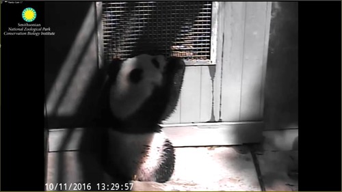 Bei checking to see if his daddy's home. Attribution: Smithsonian's National Zoo | by helenwoo555