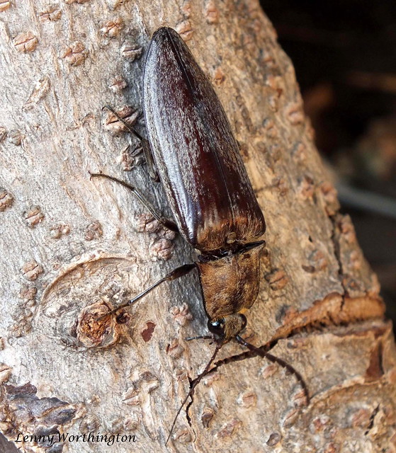 Click Beetle Elateridae 35 mm Chaiyaphum