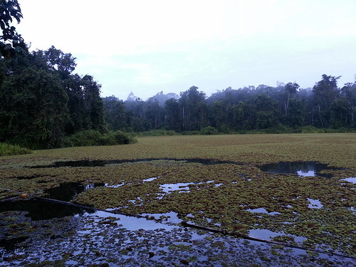 lake geotagged weed rainforest malaysia sabah mys mescot geo:lat=541116958 geo:lon=11796294093 kampungbatuputih tungograinforestecocamp