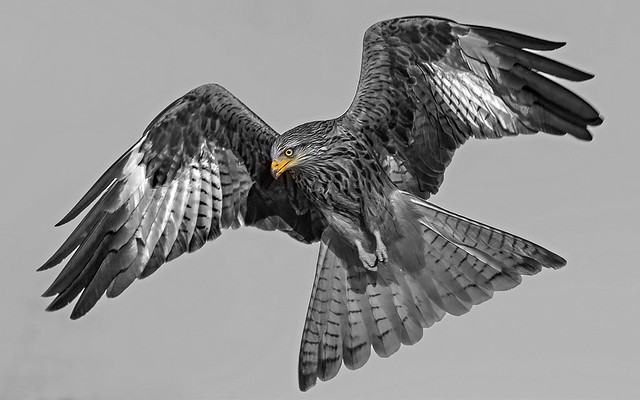 Red-Kite-Selective Colour