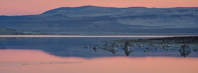 Geese on Mono Lake at Sunset
