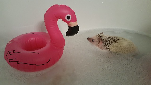 Luna's Bath time