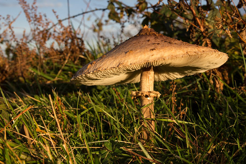 sunset sunlight mushroom somerset parasol fungus macrolepiota procera cothelstonehill
