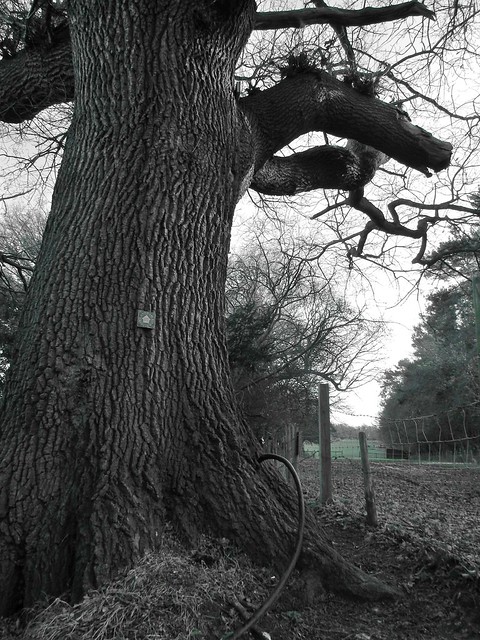 Black and white oak, green field Hayes to Knockholt