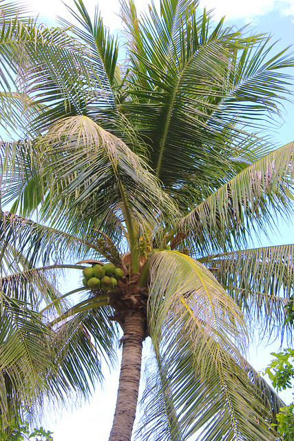 Coconut Tree (Cocos nucifera)