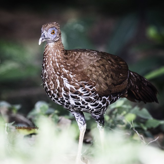Crested fireback. female. At Taman Negara. Ayam Pegar mata biru/Ayam pegar