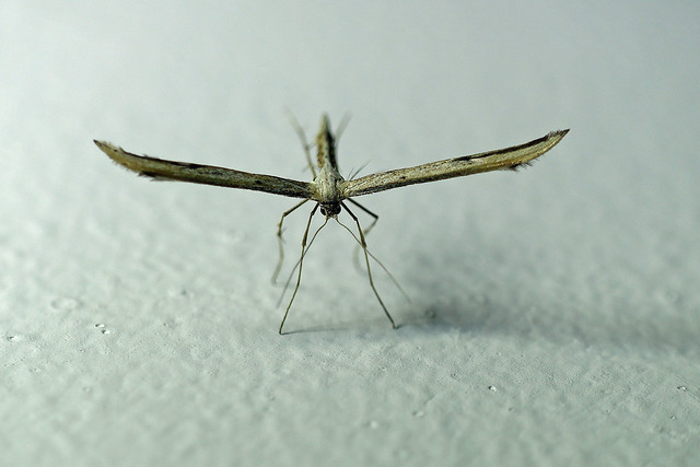 366 - Image 239 - Plume Moth...