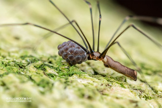 Daddy-long-legs spider (Uthina luzonica) - DSC_2100