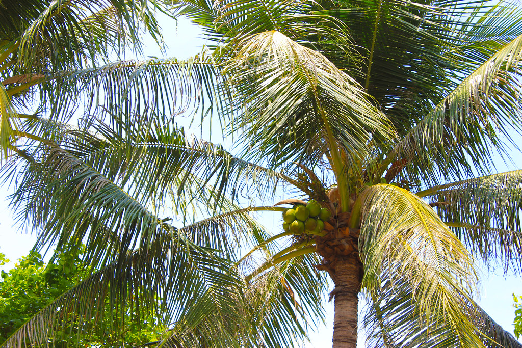 Coconut Tree (Cocos nucifera)