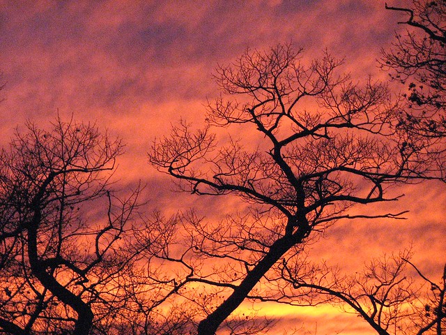 peaks.island • sunset.oak.silhouettes